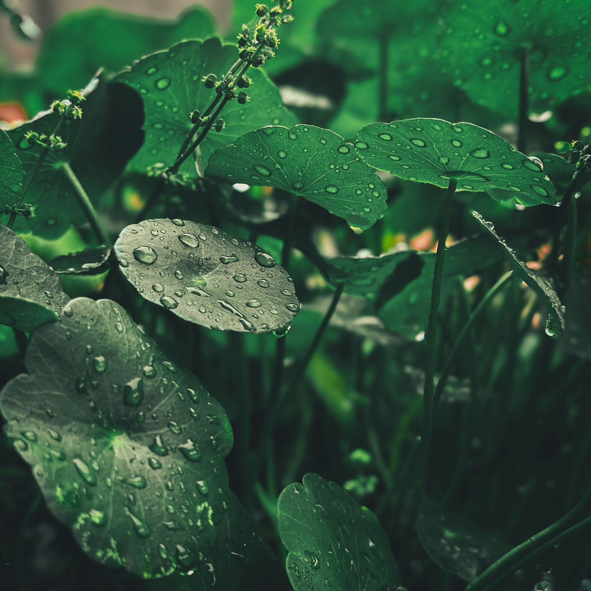 Cica vs. Centella Asiatica: Are they the same?